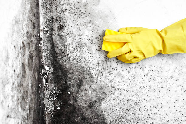 Best Commercial Mold Removal  in Hamilton City, CA