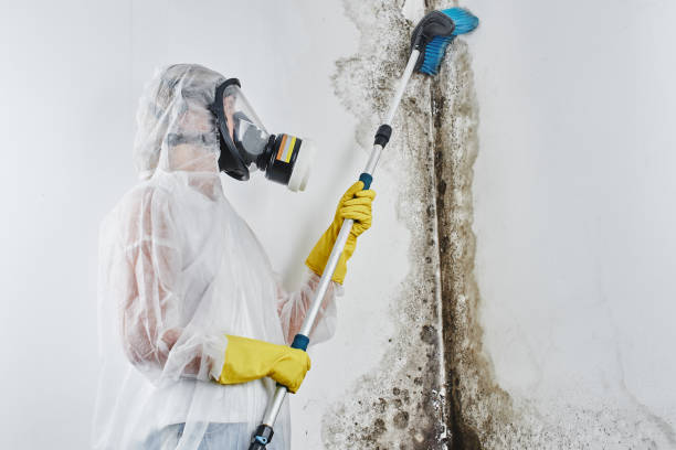 Best Residential Mold Removal  in Hamilton City, CA
