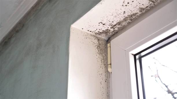 Home Mold Removal in Hamilton City, CA