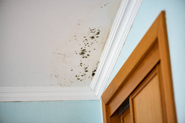 Best Crawl Space Mold Removal  in Hamilton City, CA