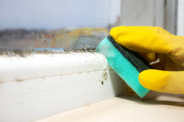 Trusted Hamilton City, CA Mold Removal Experts