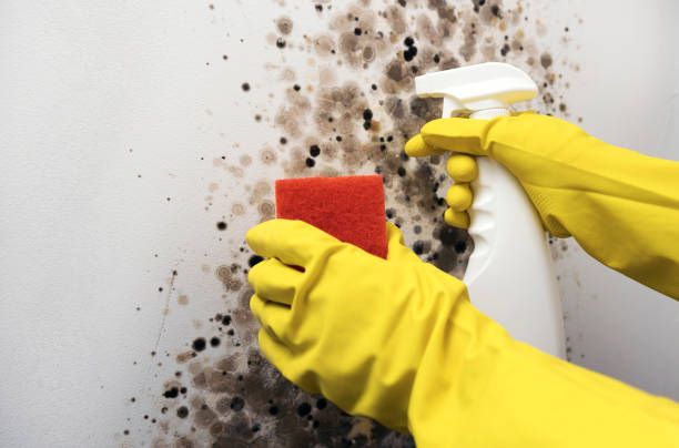 Best Attic Mold Removal  in Hamilton City, CA