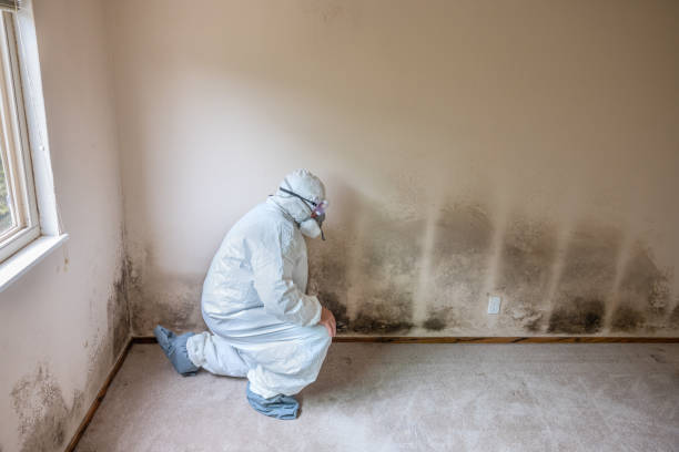 Best Mold Testing  in Hamilton City, CA