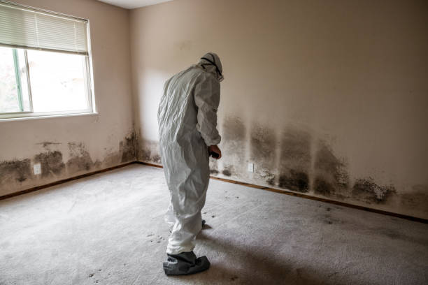 Best Home Mold Removal  in Hamilton City, CA